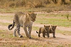 African Leopard (Panthera pardus pardus) adult female with two cubs, walking, Masai Mara, Kenya-Paul Sawer-Photographic Print