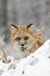 Bobcat (Lynx rufus) adult, resting on tree branch, Minnesota, USA-Paul Sawer-Photographic Print