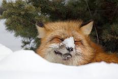 American Red Fox (Vulpes vulpes fulva) adult, with snow on nose, resting in snow, Montana-Paul Sawer-Photographic Print