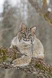 Bobcat (Lynx rufus) adult, resting on tree branch, Minnesota, USA-Paul Sawer-Framed Photographic Print