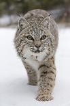 Bobcat (Lynx rufus) adult, resting on tree branch, Minnesota, USA-Paul Sawer-Photographic Print
