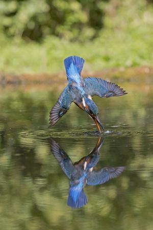 Kingfisher Posters & Wall Art Prints | AllPosters.com