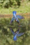Common Kingfisher (Alcedo atthis) adult female, in flight, diving into pond, with reflection-Paul Sawer-Photographic Print