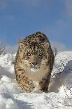 Snow Leopard (Panthera uncia) adult, walking in snow, winter (captive)-Paul Sawer-Photographic Print