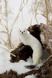 Stoat (Mustela erminea) adult, in 'ermine' white winter coat, climbing over log in snow, Minnesota-Paul Sawer-Photographic Print