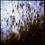 Sparrow Landing on Barbed Wire Atop the Berlin Wall-Paul Schutzer-Framed Photographic Print