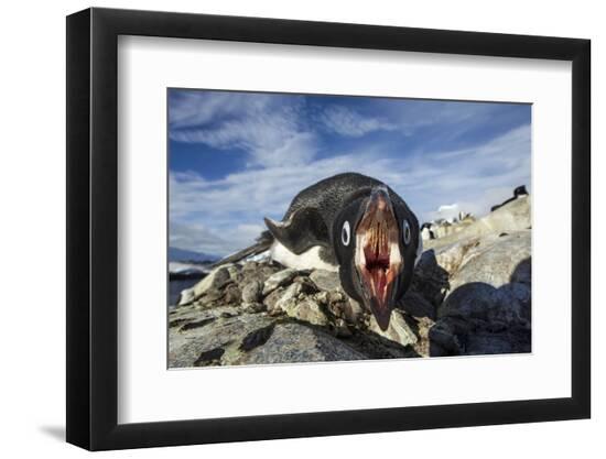 Premium Photographic Print, , large