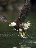 Bald Eagle, British Columbia, Canada-Paul Souders-Photographic Print