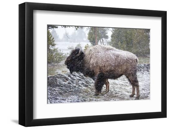 Premium Photographic Print, , large