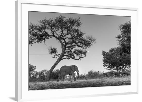 Framed Photographic Print, , large