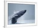 Chelsea White