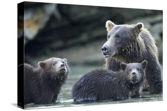 Stretched Canvas Print, , large