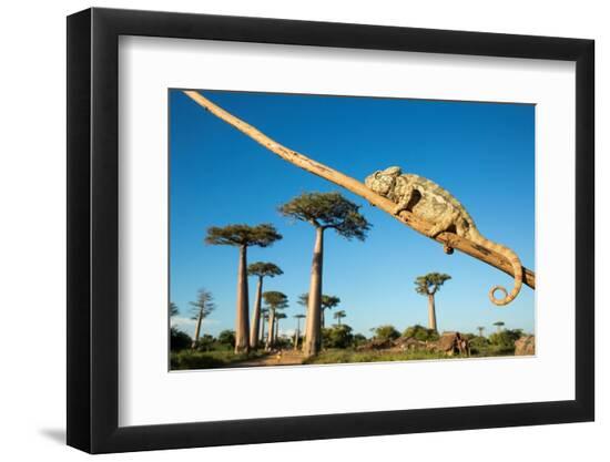 Premium Photographic Print, , large