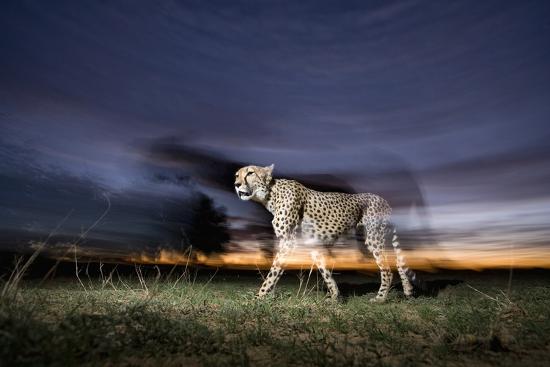 Premium Photographic Print, , large
