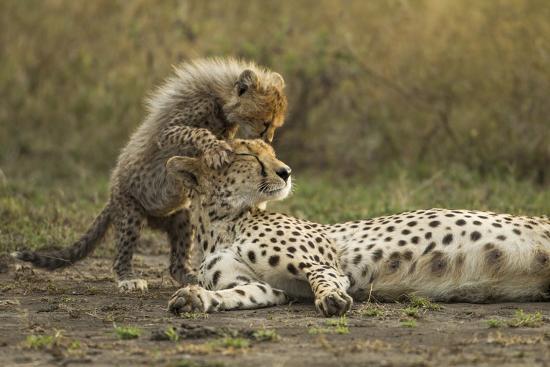 Premium Photographic Print, , large