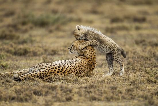 Photographic Print, , large