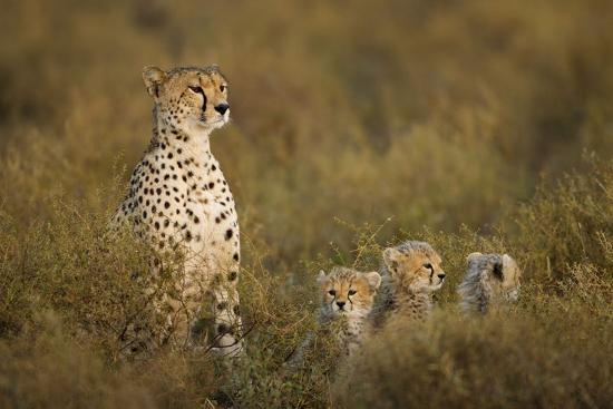 Premium Photographic Print, , large