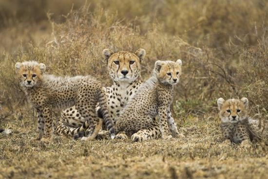 Premium Photographic Print, , large
