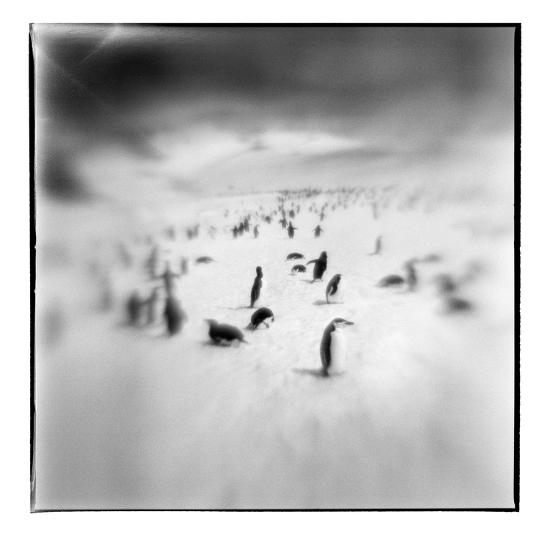 Premium Photographic Print, , large