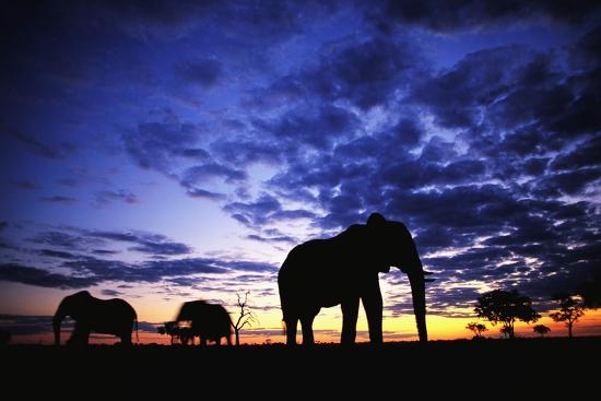 Premium Photographic Print, , large