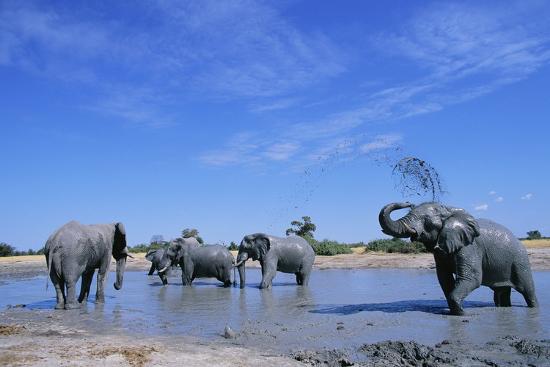 Premium Photographic Print, , large