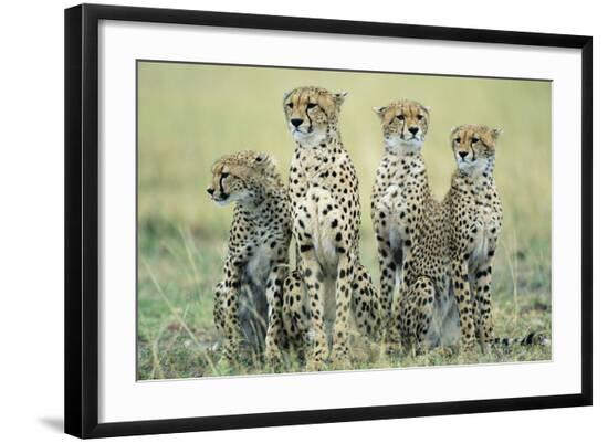 Premium Photographic Print, , large