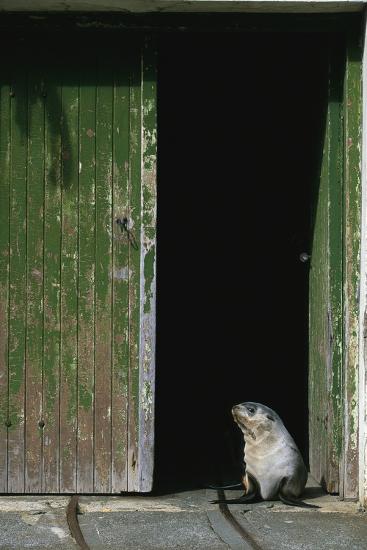 Photographic Print, , large