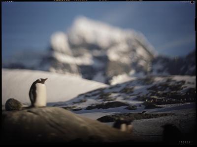 Gentoo Penguin on Goudier Island, Antarctica