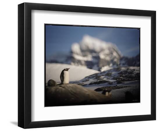 Premium Photographic Print, , large