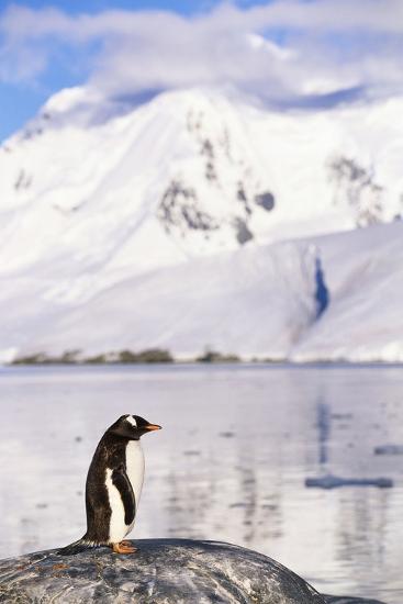 Premium Photographic Print, , large