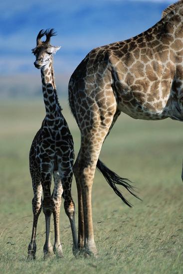 Premium Photographic Print, , large