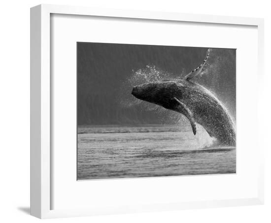 Framed Photographic Print, , large