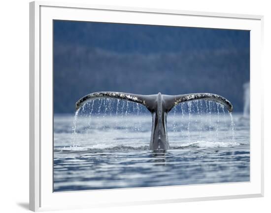 Framed Photographic Print, , large