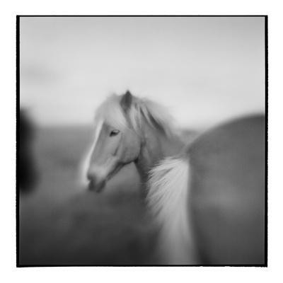 Icelandic Pony, Iceland