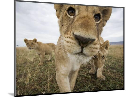 Photographic Print, , large
