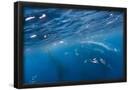 Essential Black