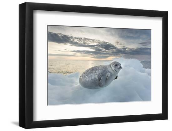 Premium Photographic Print, , large