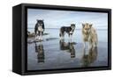 Canvas Black