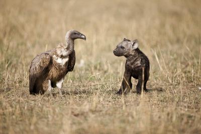 Spotted Hyena Pup and Whitebacked Vulture' Photographic