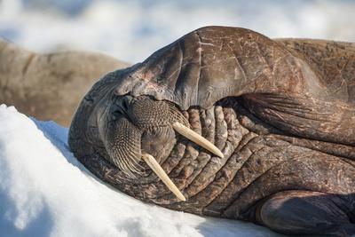 Walrus on Sea Ice, Hudson Bay, Nunavut, Canada