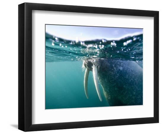 Premium Photographic Print, , large