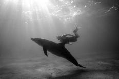 A Black and White Image of a Bottlenose Dolphin and Snorkeller Interacting Contre-Jour-Paul Springett-Framed Stretched Canvas