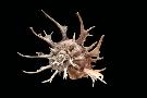 Laminate