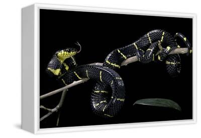 melanota snake Photo: ANI097-00298 main image 1