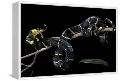 boiga dendrophila melanota Boiga Dendrophila Melanota (Mangrove Snake) Photographic Print - Paul Starosta