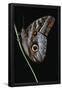 Essential Black