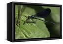 Canvas Black