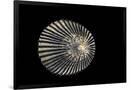 Gramercy Black