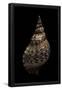 Essential Black