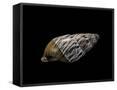 Canvas Black